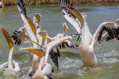 Büyük beyaz pelikanlar (Pelecanus onocrotalus) Tana Gölü, Etiyopya
