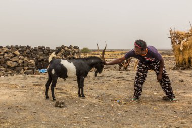 AFAR, ETHIOPIA - MARCH 25, 2019: Man fighting a goat in Dodom village under Erta Ale volcano in Afar depression, Ethiopia