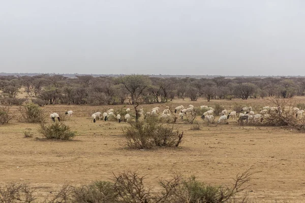 Herd Sheep Eastern Ethiopia Jijiga — Stockfoto