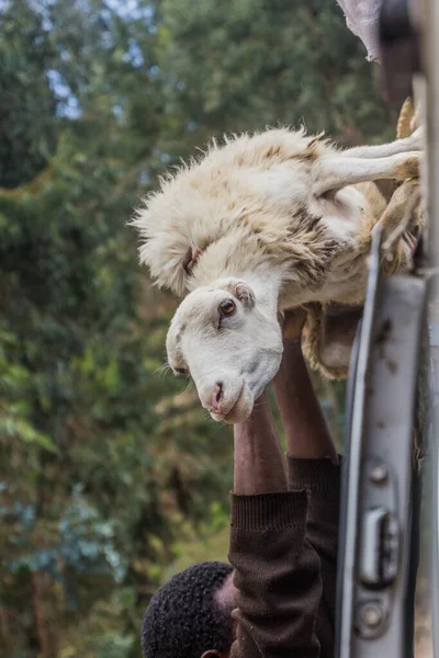 Gashena Ethiopia March 2019 Loading Sheep Minibus Roof Gashena Ethiopia — Fotografia de Stock
