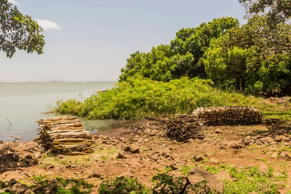 Firewood Piles Zege Peninsula Tana Lake Ethiopia — Stock Photo, Image