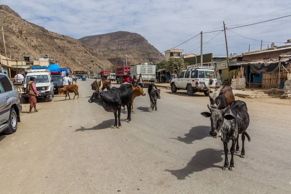 DANAKIL, ETHIOPIA - MARCH 25, 2019: Cows in a village in Afar region, Ethiopia.