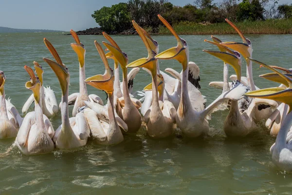 Большие Белые Пеликаны Pelecanus Onocrotalus Озере Тана Эфиопия — стоковое фото