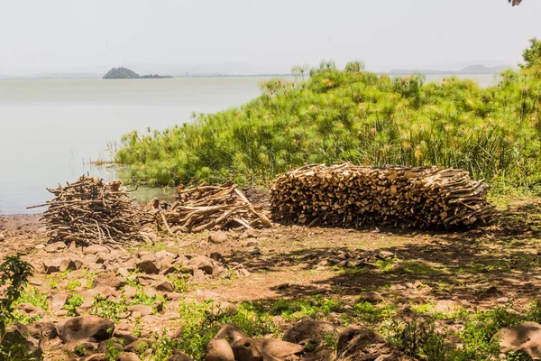 Firewood Piles Zege Peninsula Tana Lake Ethiopia — Foto de Stock