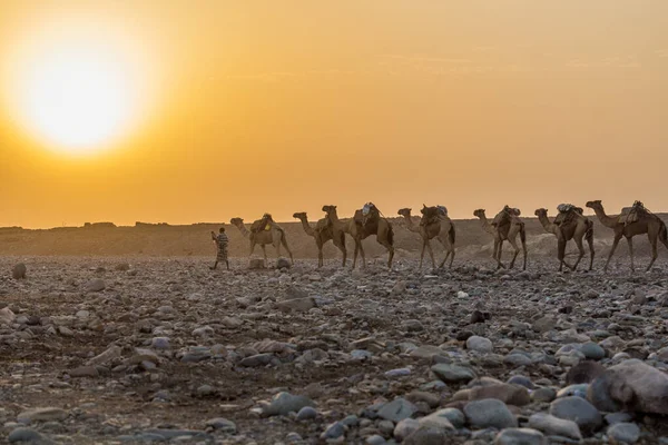 Danakil Etiopia Marca 2019 Wczesnym Rankiem Widok Karawany Wielbłąda Hamed — Zdjęcie stockowe