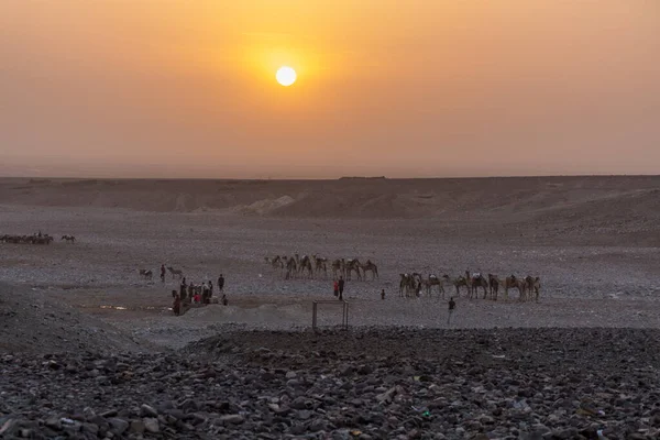埃塞俄比亚达纳基勒凹陷阿法尔部落定居点Hamed Ela骆驼车队的清晨视图 — 图库照片