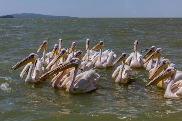 Great White Pelicans Pelecanus Onocrotalus Tana Lake Ethiopia — Stock Photo, Image