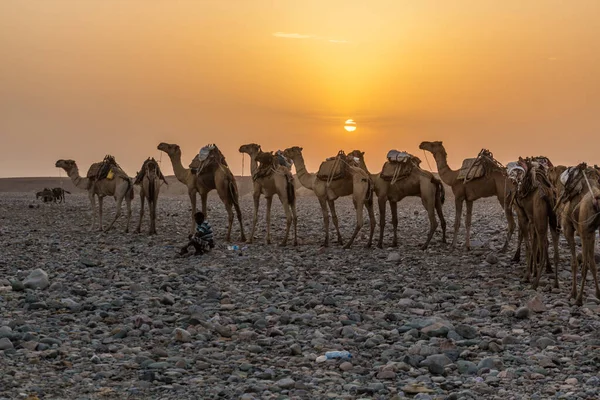 Danakil Ethiopia March 2019 Early Morning View Camel Caravan Hamed — Stock Photo, Image