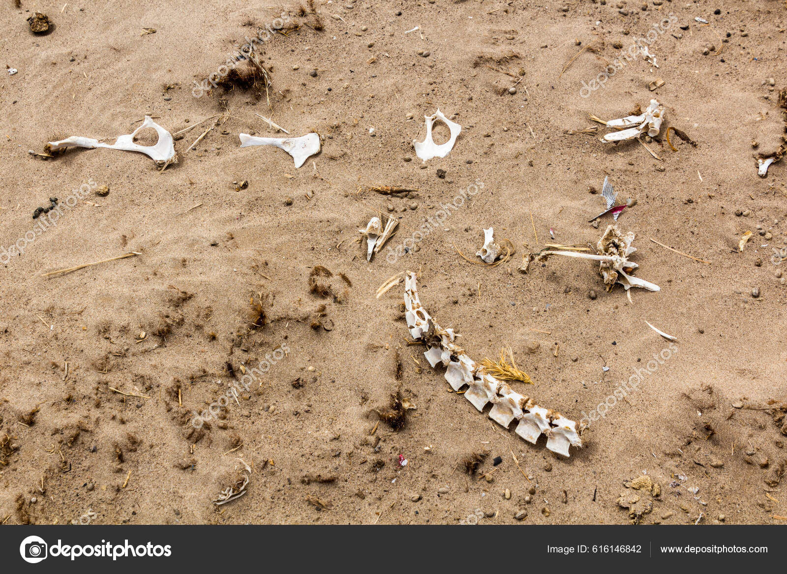Bago beach bones sale