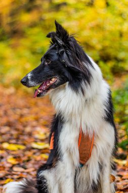Sonbahar renkli ormanlarda çoban köpeği yetiştirir.