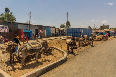 AXUM, ETHIOPIA - 20 Mart 2019: Eşekler Axum, Etiyopya 'da bir sokakta