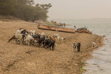 ABRI, SUDAN - 26 Şubat 2019: Abri, Sudan yakınlarındaki Nil nehri kıyısında keçi ve koyun sürüsü