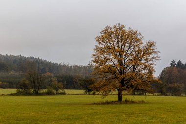 Çek Cumhuriyeti 'ndeki yalnız bir ağacın sonbahar manzarası