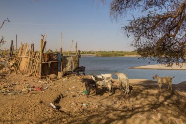 Sudan 'ın başkenti Hartum' daki Tuti Adası 'nda keçi sürüsü.