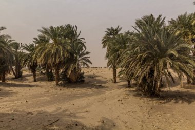 Sudan, Abri yakınlarındaki Nil nehrindeki kumlu bir adada palmiyeler