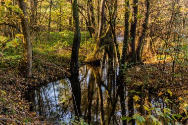 Çek Cumhuriyeti Prag 'daki Botic akışının sonbahar manzarası