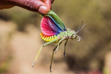 Afrika Çekirgesi (Phymaus) Simien dağlarında, Etiyopya
