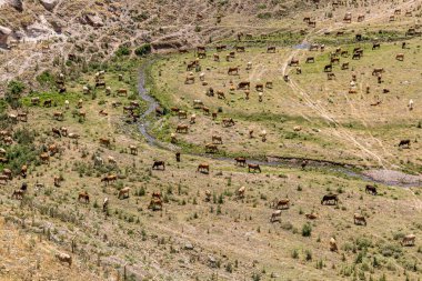 Antik Ani kenti yakınlarındaki Tsaghkotsadzor (Alaca cay) vadisinde bir inek sürüsünün hava manzarası