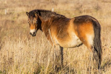 Avrupa Vahşi Atı (Equus ferus ferus) Çek Cumhuriyeti 'nin Milovice Nature Reserve kentinde