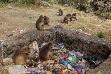 Etiyopya 'nın Simien dağlarında bir çöplükte Gelada maymunları (Theropithecus gelada)
