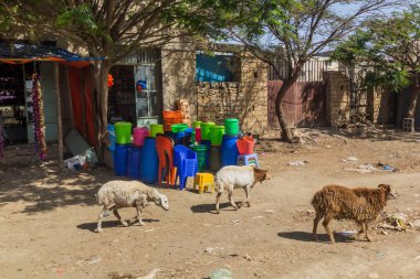 WUKRO, ETHIOPIA - 22 Mart 2019: Wukro, Etiyopya 'da bir sokakta koyun