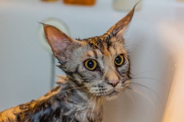 Genç bir Maine Rakunu 'nun banyo sonrası portresi.