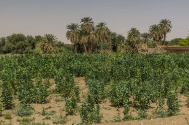 Abri, Sudan 'daki fasulye tarlası.