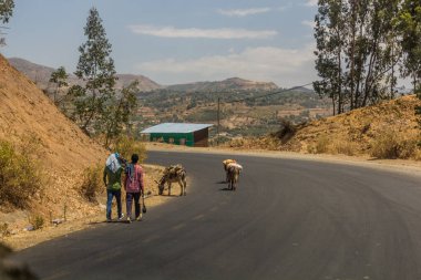 WOLLEKA, ETHIOPIA - 14 Mart 2019: İnsanlar Gondar, Etiyopya yakınlarındaki Wolleka köyü yakınlarında eşeklerle yürüyorlar.