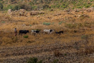 AXUM, ETHIOPIA - 20 Mart 2019: Axum, Etiyopya yakınlarındaki inek çobanı