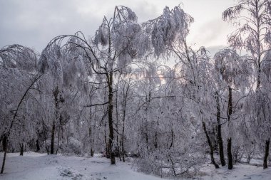 Çek Cumhuriyeti 'nde bir ormanın kış manzarası