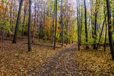 Çek Cumhuriyeti 'nin Prag kentindeki Kunraticky ormanında sonbahar manzarası