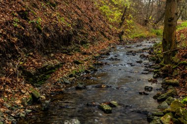 Çek Cumhuriyeti Prag 'daki Dalejsky potok akıntısının sonbahar manzarası