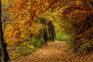 Çek Cumhuriyeti 'nin Potstejn köyü yakınlarındaki patikanın sonbahar manzarası