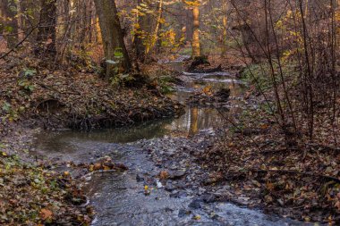 Çek Cumhuriyeti 'nin Prag kentindeki Kunraticky Potok deresinin sonbahar manzarası
