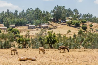 Etiyopya 'nın Kosoye köyü yakınlarındaki bir çayırda eşekler.