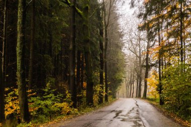 Çek Cumhuriyeti 'nin Letohrad yakınlarındaki bir yolun sonbahar manzarası