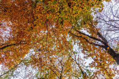 Ormandaki sonbahar manzarası