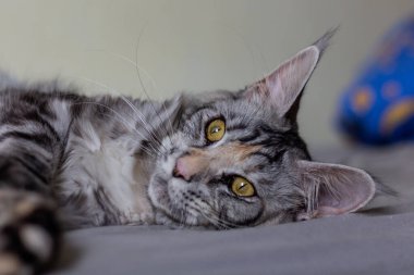 Genç bir Maine Rakunu 'nun portresi