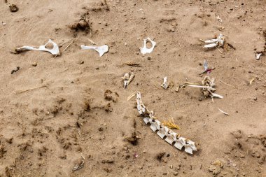Animal bones on a sandy island in the river Nile near Abri, Sudan clipart