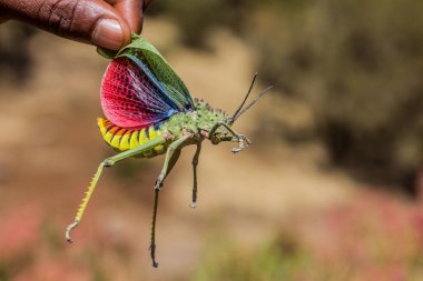 Afrika Çekirgesi (Phymaus) Simien dağlarında, Etiyopya