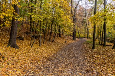 Çek Cumhuriyeti 'nin Prag kentindeki Kunraticky ormanında sonbahar manzarası