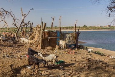 Sudan 'ın başkenti Hartum' daki Tuti Adası 'nda keçi sürüsü.