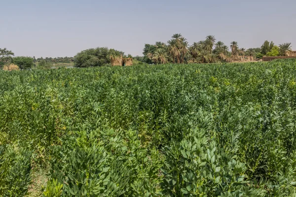 Field of beans in Abri, Sudan