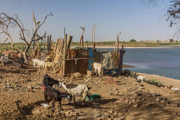 Sudan 'ın başkenti Hartum' daki Tuti Adası 'nda keçi sürüsü.