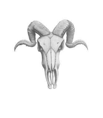 RAM kafatası
