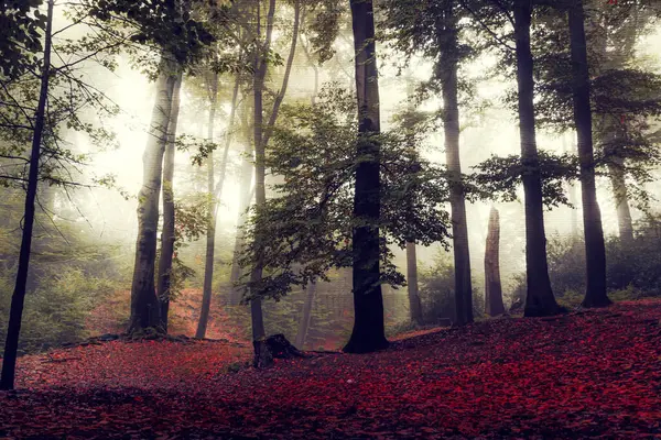 Autumn Forest Shrouded Morning Mist — Stock Photo, Image