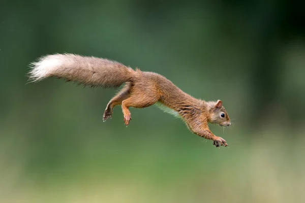 Eurasiatisk Röd Ekorre Sciurus Vulgaris Hoppar — Stockfoto