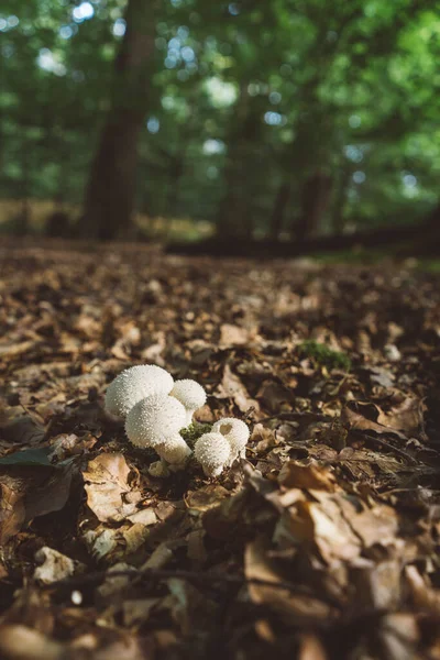 Mushrooms Amidst Dried Leaves — Stock Photo, Image