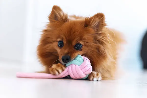 Honden Spelen Met Speelgoed Thuis — Stockfoto