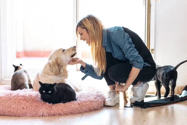 Fröhliche Frau Streichelt Hund Wohnzimmer — Stockfoto